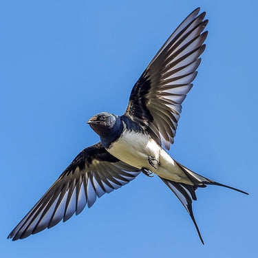 Swallow Painting